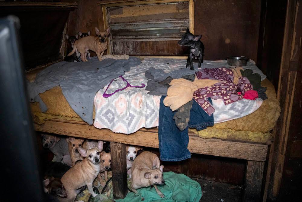 One room contained approximately 20 dogs (Meredith Lee/<a href="https://www.humanesociety.org/">The HSUS</a>)