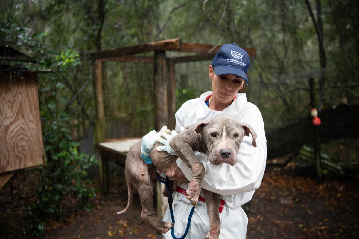 A Humane Society team member carries a dog for her first veterinary inspection (Meredith Lee/<a href="https://www.humanesociety.org/">The HSUS</a>)