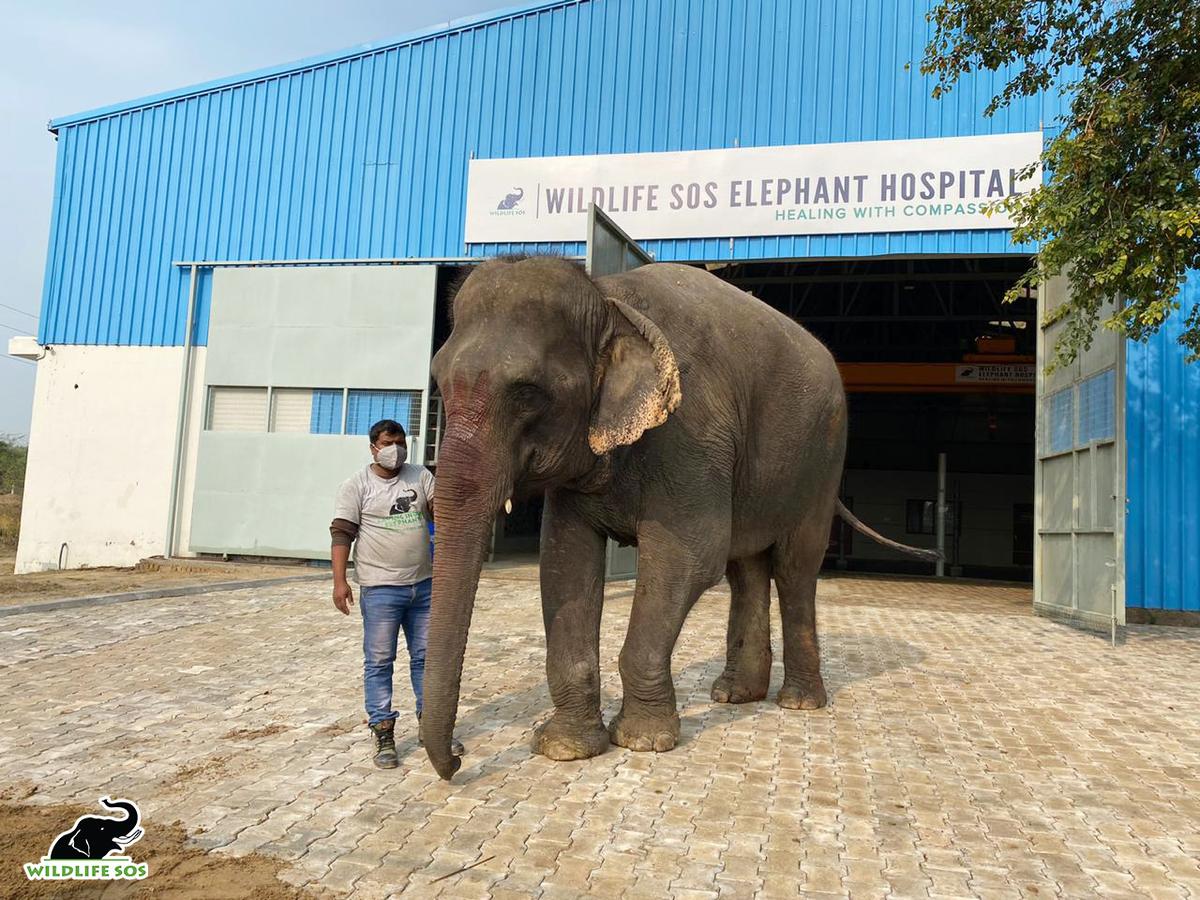 Emma starting her healing journey at the Wildlife SOS Elephant Hospital in Mathura (Courtesy of <a href="https://wildlifesos.org/">Wildlife SOS</a>)