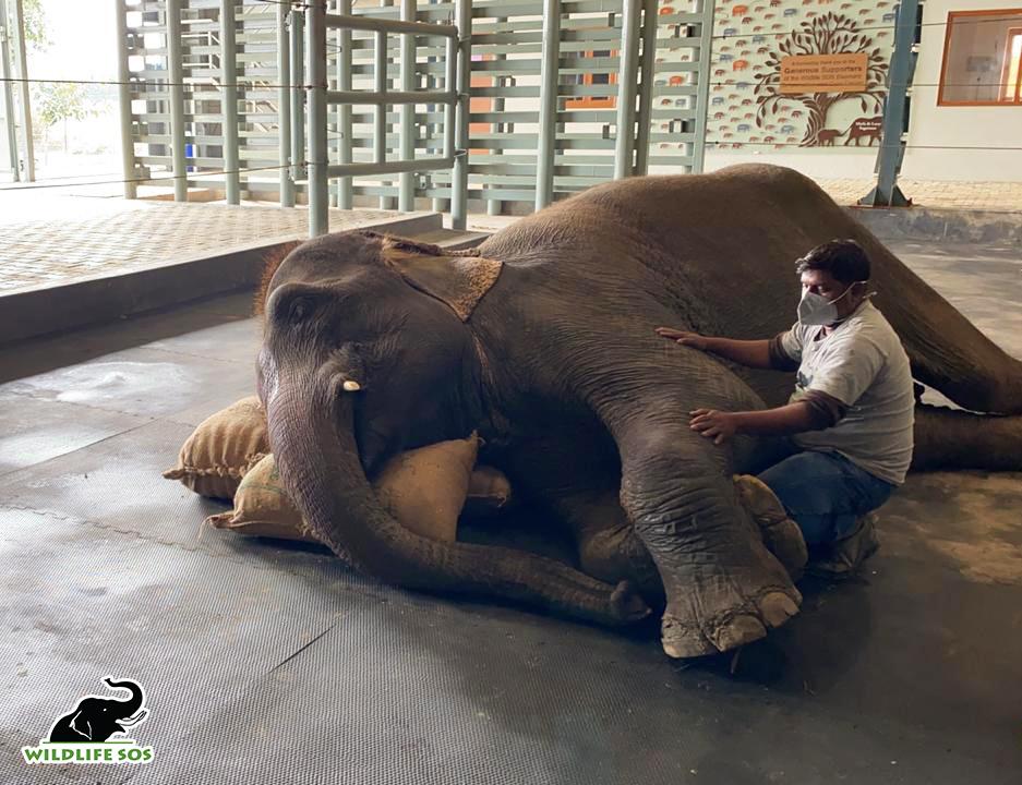 Emma enjoying the chance to finally lie down and rest (Courtesy of <a href="https://wildlifesos.org/">Wildlife SOS</a>)