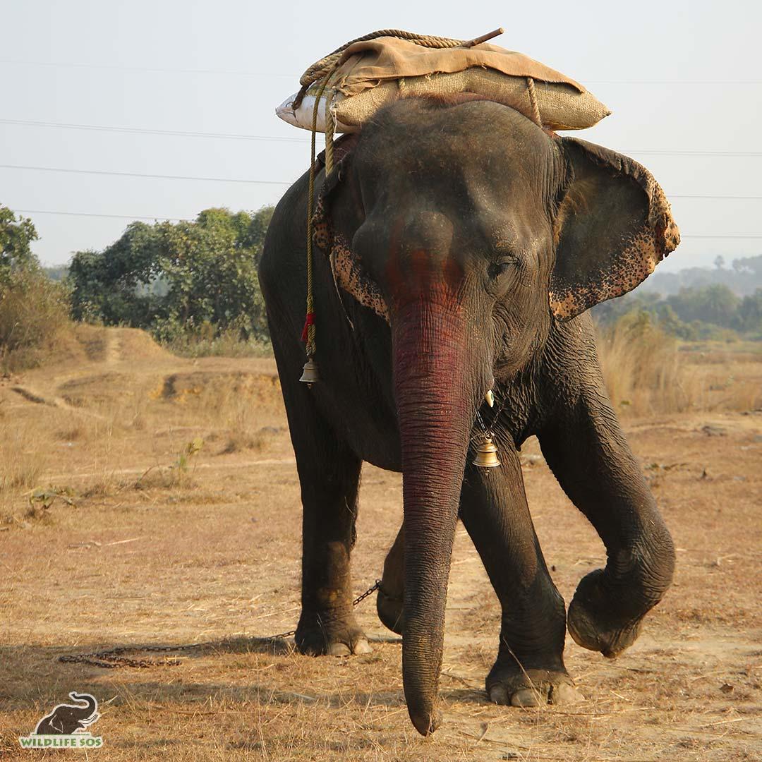 Emma was once used for begging, in weddings and religious processions, and giving rides to tourists. (Courtesy of <a href="https://wildlifesos.org/">Wildlife SOS</a>)