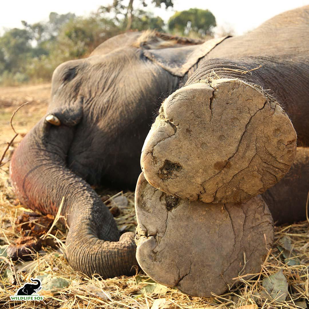 Emma's footpads were injured due to glass, metal, and stone pieces embedded in them. (Courtesy of <a href="https://wildlifesos.org/">Wildlife SOS</a>)