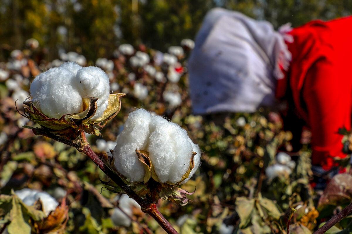 This photo taken on October 14, 2018 shows a farmer picking cotton in a field in Hami in China's northwestern Xinjiang region. (STR/AFP via Getty Images)