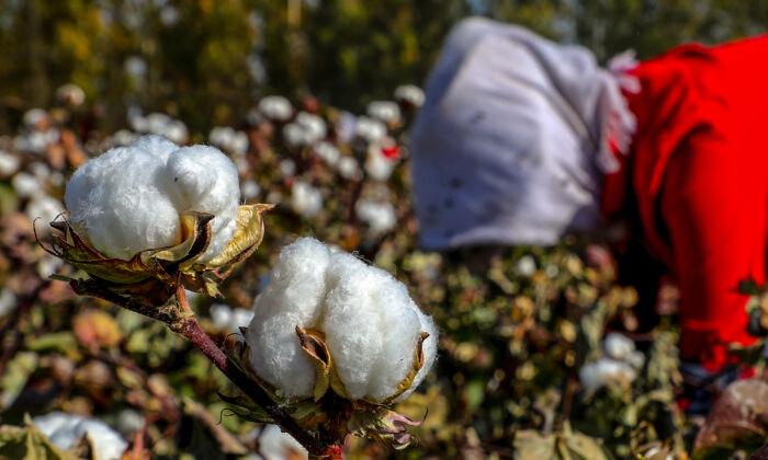 US Bans All Cotton, Tomato Products From Xinjiang in Crackdown on Forced Labor