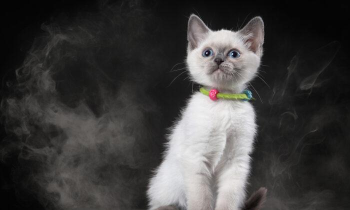 Ask the Vet: Secondhand Smoke Causes Cancer in Cats