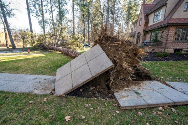 A ponderosa pine is uprooted at a homeowner's sidewalk after a windstorm in Spokane, Wash. on Jan. 13, 2021. (Colin Mulvany/The Spokesman-Review via AP)