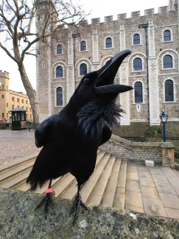 Merlina, one of the ravens of the Tower of London, outside the tower, in an undated handout. (Tower of London)