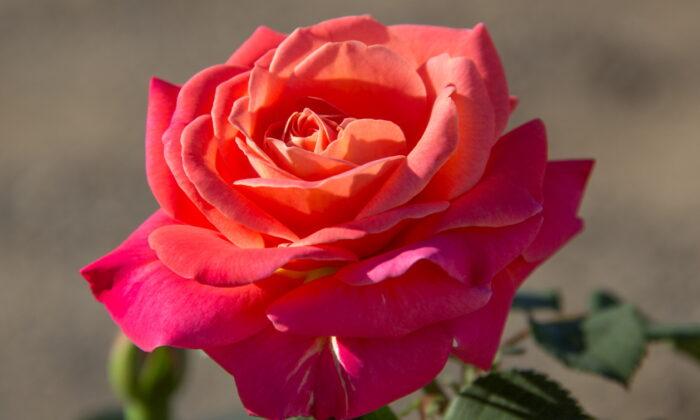 Award-Winning Roses for Your Garden