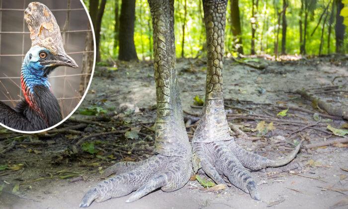 ‘The World’s Most Dangerous Bird’ Has Raptor-Like Claws and Has Been Likened to a Dinosaur