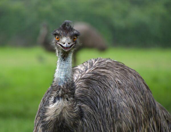 Emus are one of Australia's most popular animals, and they also feature on the Coat of Arms. (Christel Sagniez/Pixabay)