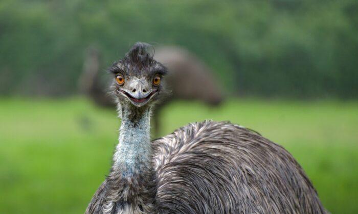 Study Finds 6,000 Years of Emu Mysteries
