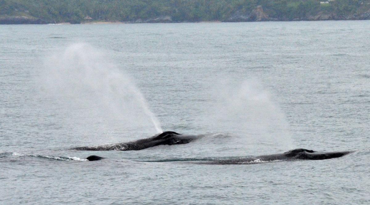 Humpback whales come to Samaná Bay every year to raise their young. (Kevin Revolinski)