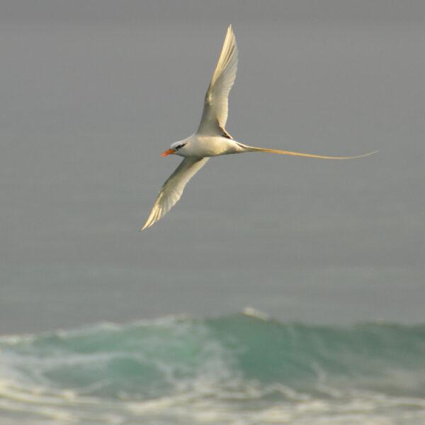 A white-tailed tropicbird sails above the waves just offshore. Over 300 species of birds have been identified on Hispaniola, the island shared by the Dominican Republic and Haiti. (Kevin Revolinski)