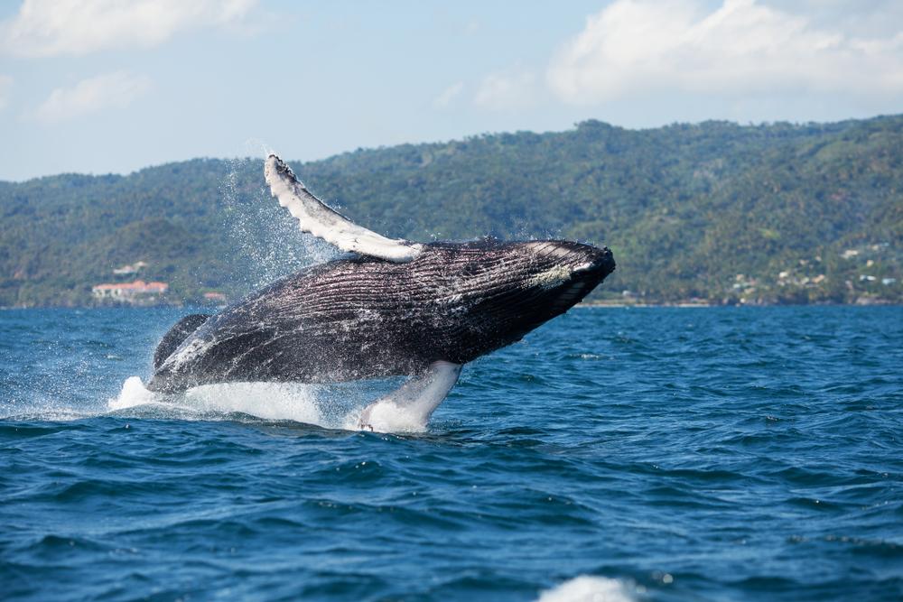 Samaná is known for its whale watching. (Jenya_TarasoF/Shutterstock)
