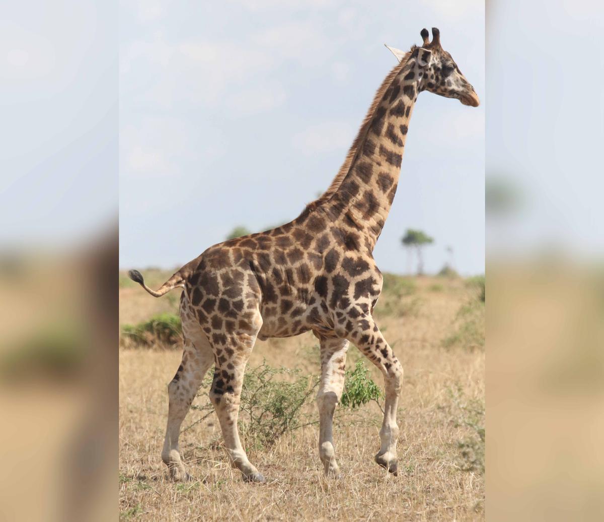 (Courtesy of Michael Brown/<a href="https://giraffeconservation.org/">Giraffe Conservation Foundation</a>)
