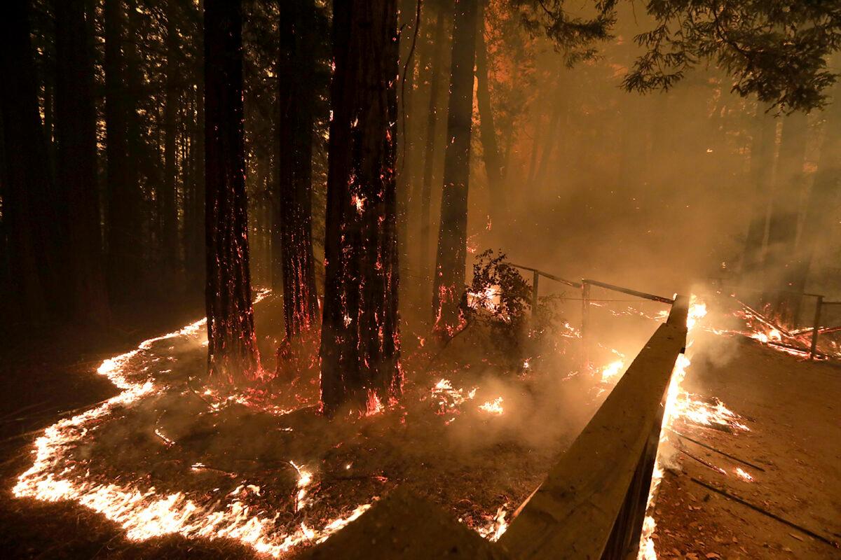 The CZU August Lightning Complex fire consumes trees and a fence along Empire Grade Road in the Santa Cruz Mountains community of Bonny Doon near Santa Cruz, Calif., on Aug. 20, 2020. (Shmuel Thler/The Santa Cruz Sentinel via AP)