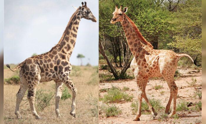 African Scientists Discover 2 Dwarf Giraffes So Small, They’re Only a Bit Taller Than a Human