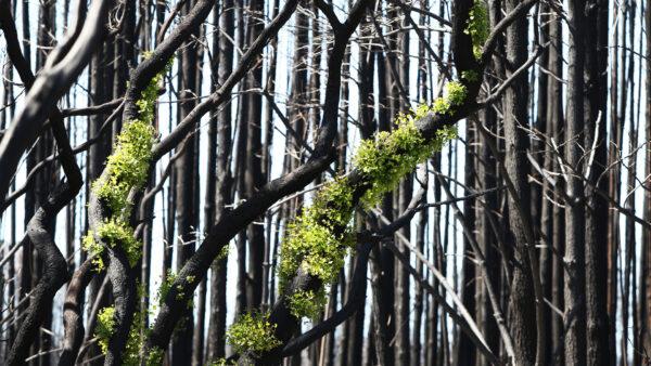Signs of regrowth are seen amongst bushfire affected natives and blue gum forestry west of Parndana in Parndana, Australia on February 23, 2020. (Lisa Maree Williams/Getty Images)