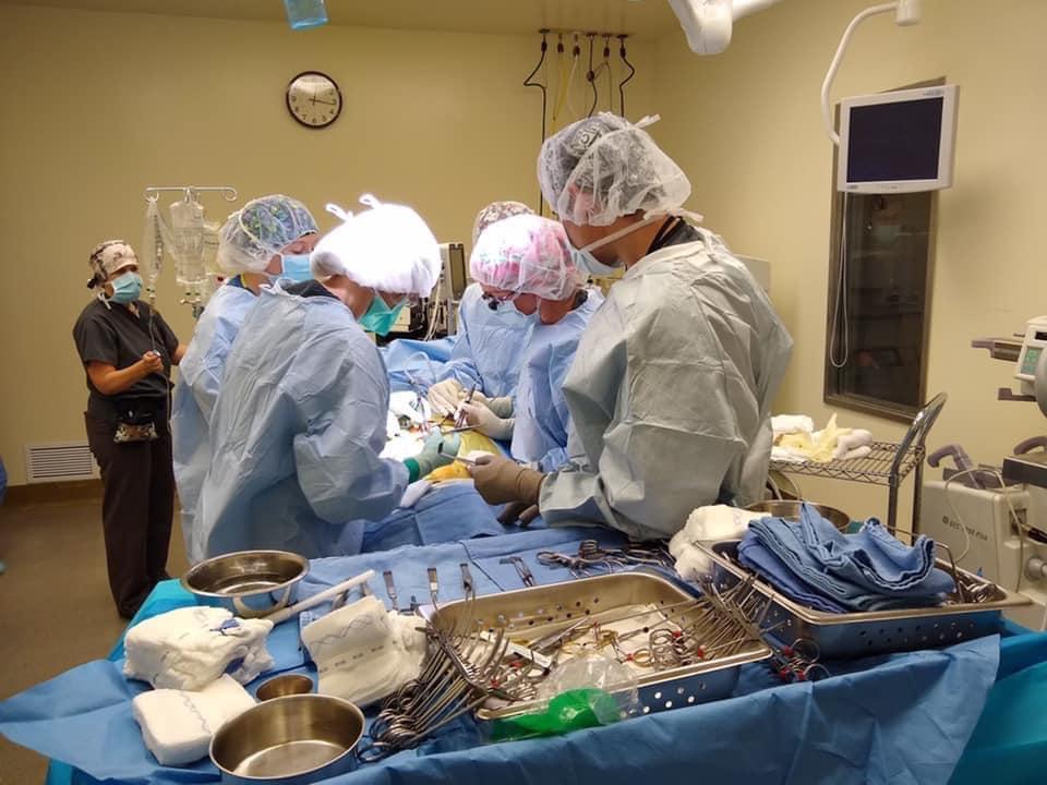 The doctors perform surgery on K-9 officer Arlo. (Courtesy of <a href="https://www.facebook.com/thurston.countysheriff/">Thurston County Sheriff's Office</a>)
