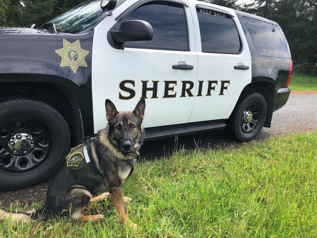 K9 Arlo (photo in May 2020) (Courtesy of <a href="https://www.facebook.com/thurston.countysheriff/">Thurston County Sheriff's Office</a>)