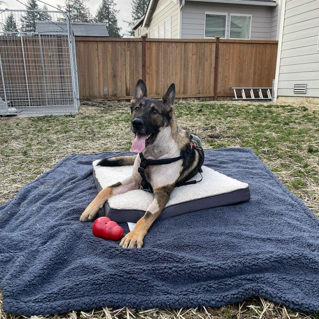 A recent photo of Arlo at home resting in comfort. (Courtesy of <a href="https://www.facebook.com/thurston.countysheriff/">Thurston County Sheriff's Office</a>)