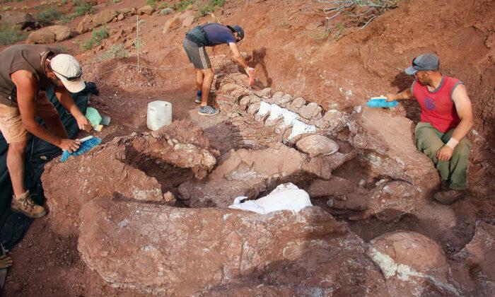 Paleontologists Unearth Giant Dinosaur Fossils That Could Belong to Largest Land Creature Ever Known