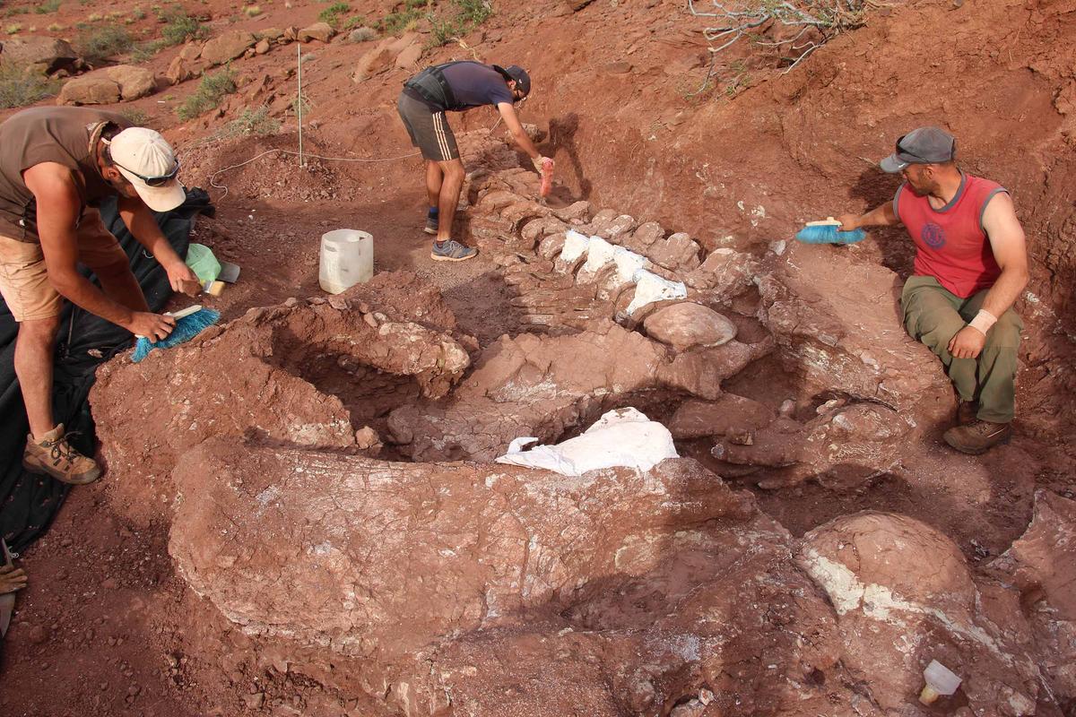 Paleontologists discovered the fossilized remains of a 98-million-year-old titanosaur in Neuquén Province in Argentina's northwest Patagonia (Courtesy of Alejandro Otero and José Luis Carballido)