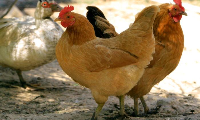 Key West Wants To Ban People From Feeding Roaming Chickens