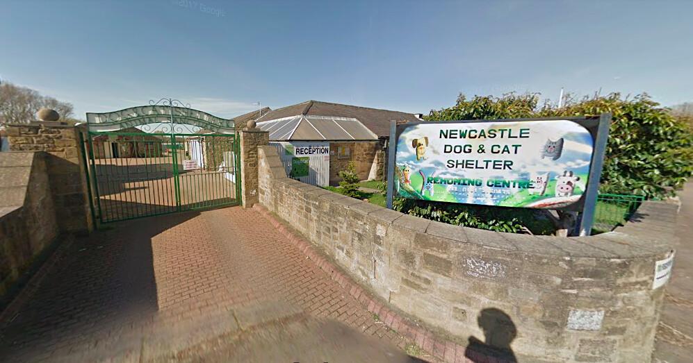 The Springador pup was returned twice to the Newcastle Dog and Cat Shelter in Longbenton, England, by potential adopters. (Screenshot/<a href="https://www.google.com/maps/@55.017555,-1.5848624,3a,90y,289.58h,82.17t/data=!3m6!1e1!3m4!1sb3peKLjXxRsQIuje-xE3fA!2e0!7i13312!8i6656">Google Maps</a>)