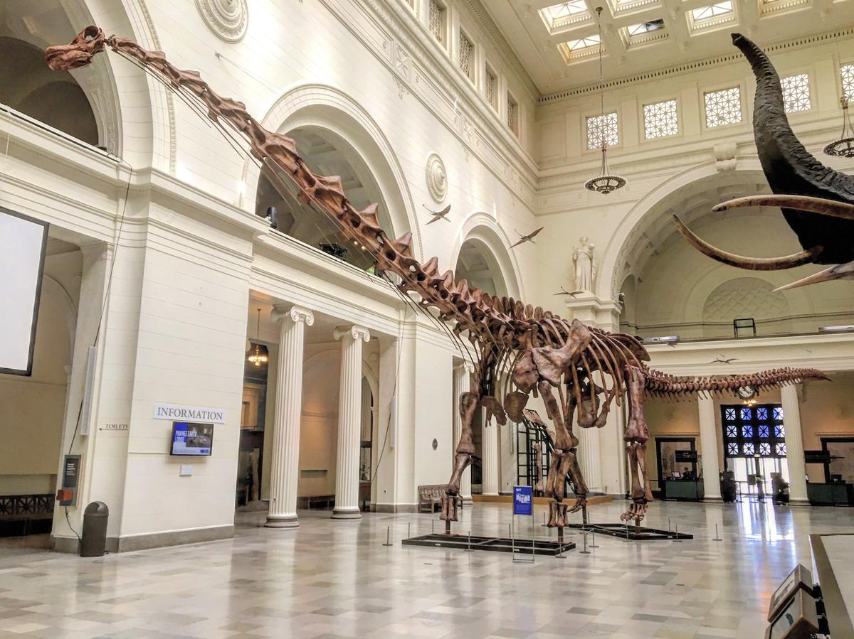 Titanosaur skeleton cast on display at the Field Museum of Natural History in Chicago, Ill. (<a href="https://commons.wikimedia.org/wiki/File:FMNH_Patagotitan.jpg">Zissoudisctrucker</a>/CC BY-SA 4.0)