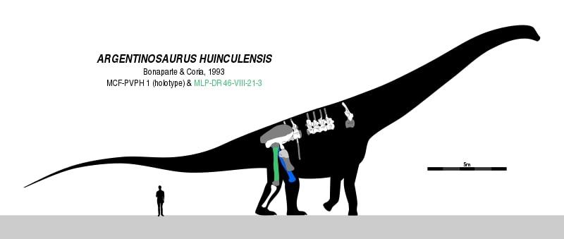 Skeletal restoration and scale diagram of an argentinosaurus (<a href="https://commons.wikimedia.org/wiki/File:Argentinosaurus_9.svg">Slate Weasel</a>)