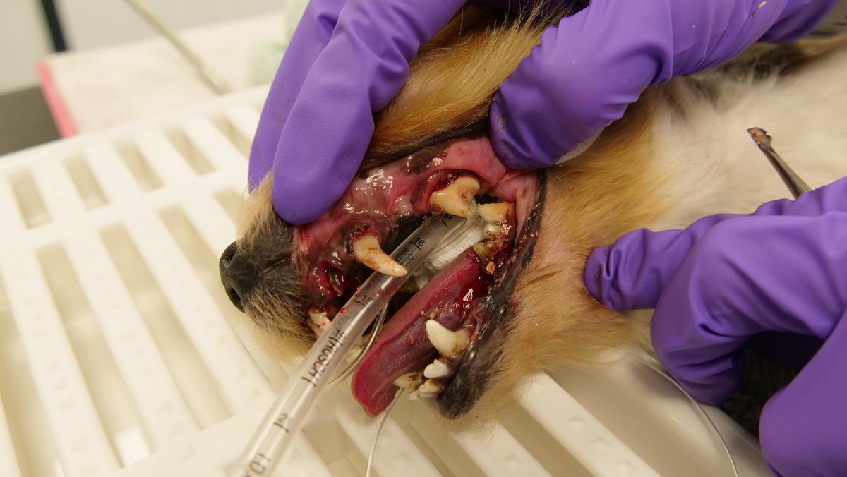 “Many [of the dogs] also needed emergency dental work as their teeth were so rotten and some were struggling to eat properly and they were in pain," the RSPCA stated. (Courtesy of <a href="https://www.rspca.org.uk/">RSPCA</a>)