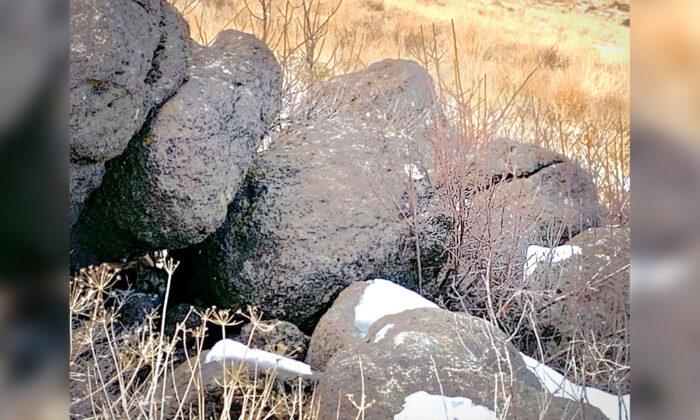 Can You Spot the Mountain Lion ‘Hidden in Plain Sight’ in This Photo of a Few Boulders?