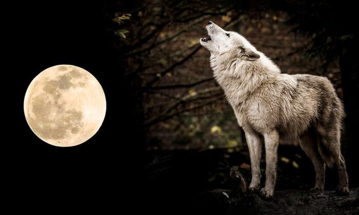 The Full ‘Wolf Moon’ to Grace the Night Sky on January 28; Here’s What You Need to Know