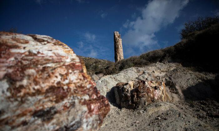 Scientists in Greece Find 20 Million Year-Old Petrified Tree