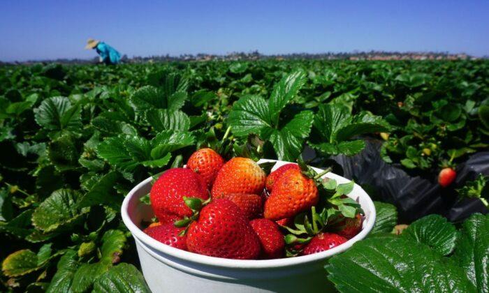 Garden Grove Strawberry Festival Postponed Again, Now Set for 2022