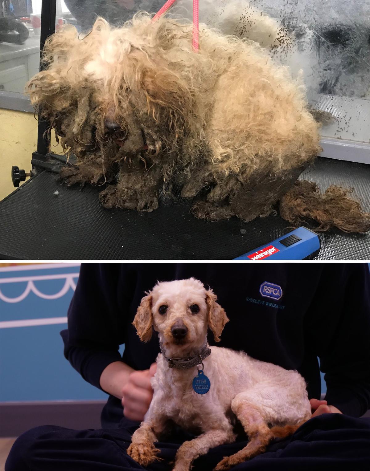 Before-and-after photos show 7-year-old poodle mix Monty's transformation. (Courtesy of <a href="https://www.rspca.org.uk/">RSPCA</a>)