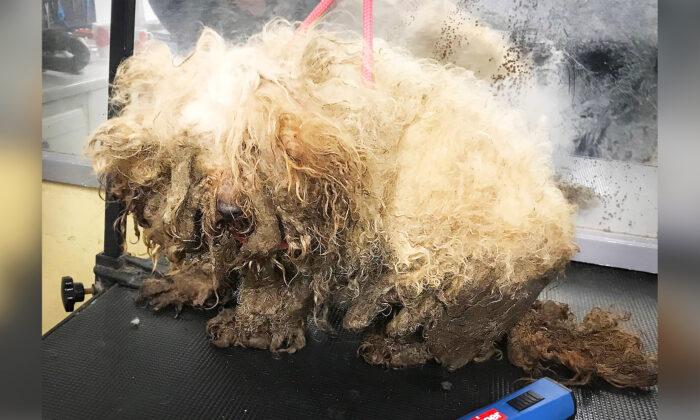Neglected Dogs Found With Matted Fur, Rotting Teeth, Look Unrecognizable After Being Rescued