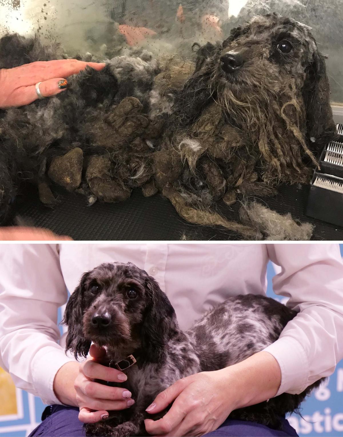 Four-year-old daxi mix Sebastian's before and after photos. (Courtesy of <a href="https://www.rspca.org.uk/">RSPCA</a>)