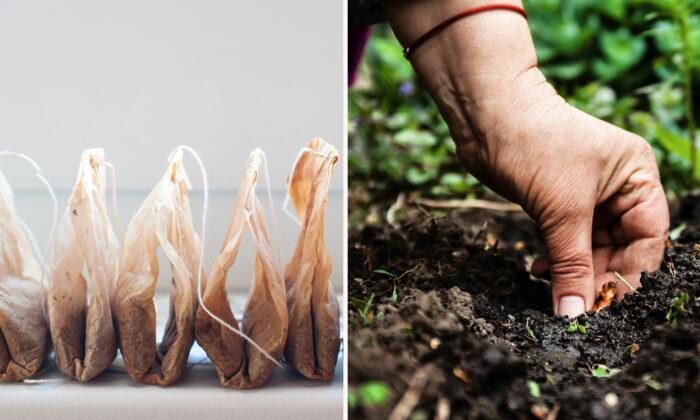 9 Surprisingly Useful Reasons to Plant Used Tea Bags Rather Than Throw Them Away