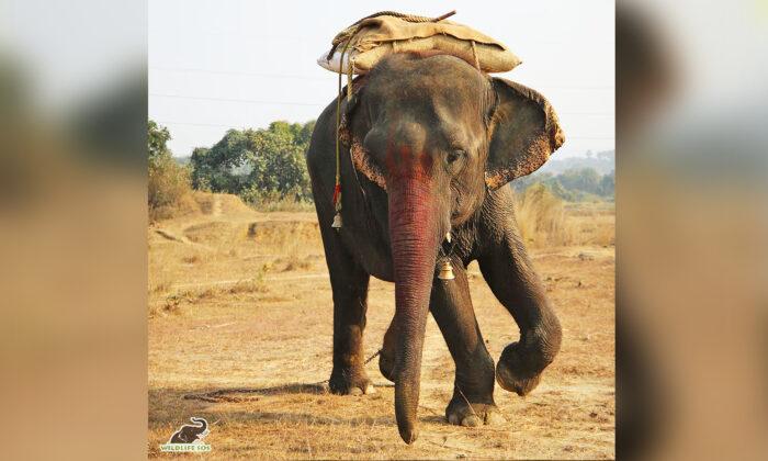 Elephant That Was Force-Fed Alcohol by Owners to Keep Her Under Control Is Now Free