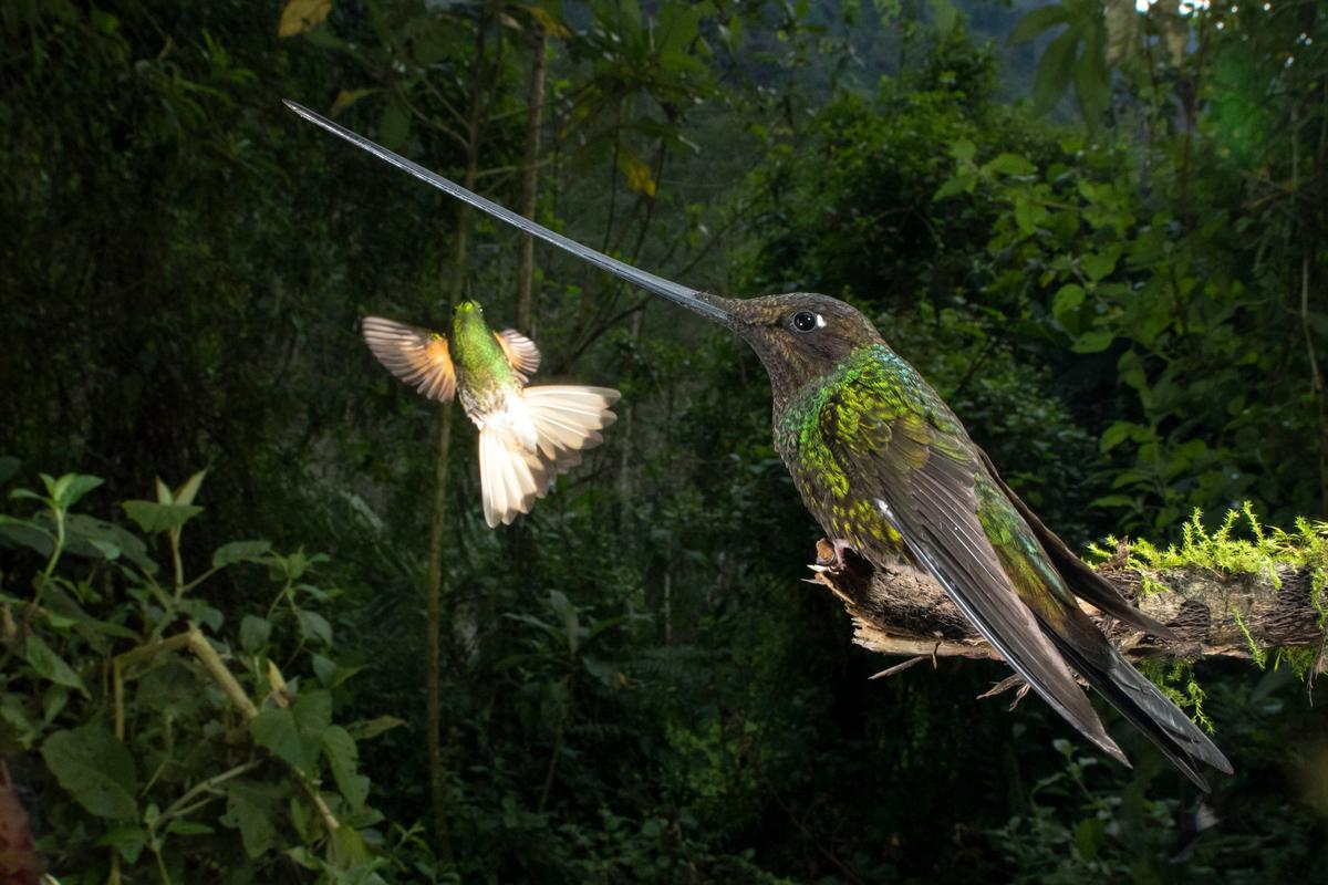 A photo taken in Ecuador shows a buff-tailed coronet hummingbird and a sword-billed hummingbird. (Caters News)