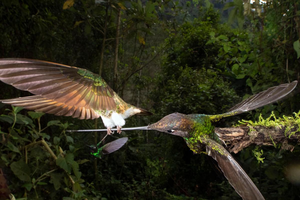 The incredibly rare photo taken by Nicolas Reusens captures the buff-tailed coronet hummingbird grasping the beak of a sword-billed hummingbird. (Caters News)