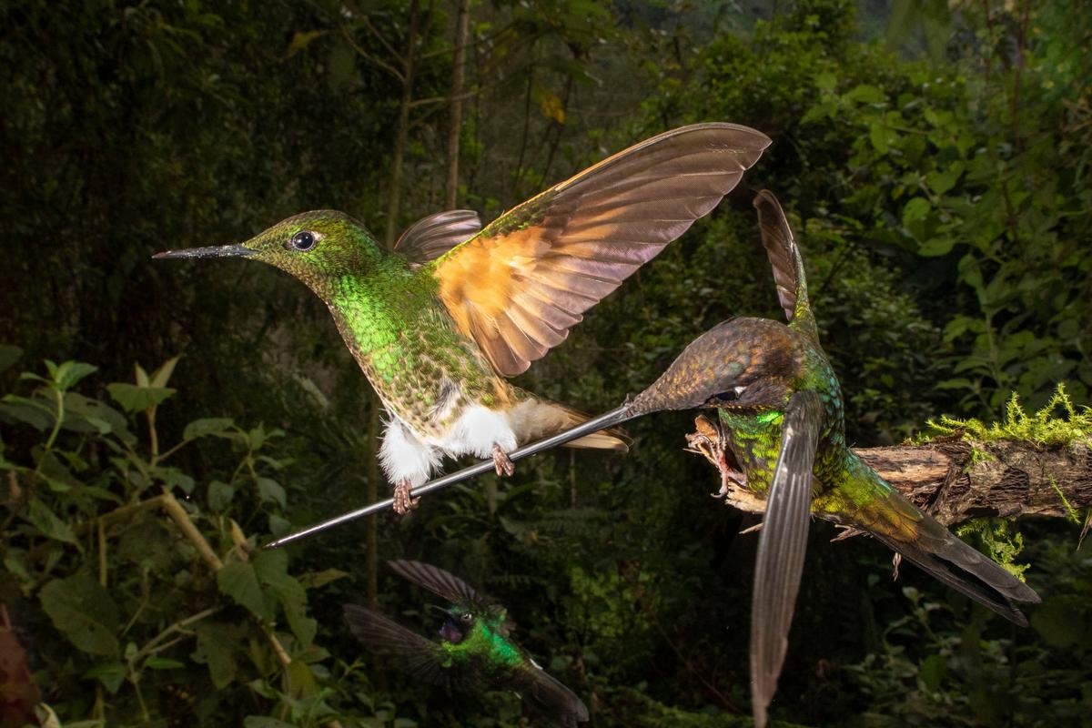 The buff-tailed coronet hummingbird is shown "hanging" on the beak of the sword-billed hummingbird. (Caters News)