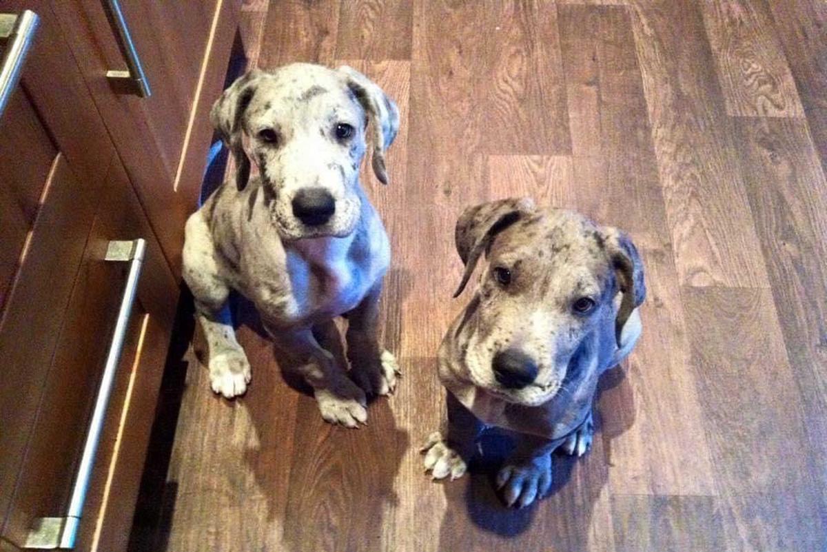 Freddy and his sister, Fleur, as puppies (Caters News)