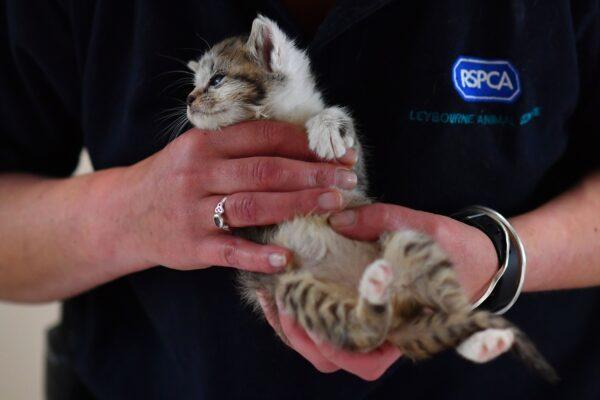 A member of staff health checks an abandoned kitten at RSPCA Leybourne Animal Centre in south-east England on May 27, 2020. (Ben Stansall/AFP via Getty Images)