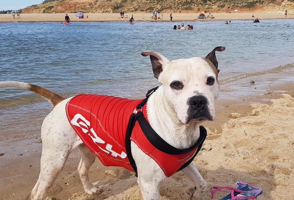 A photo of Max enjoying an outing at the beach (Courtesy of <a href="https://www.facebook.com/jamie.o.1979">Jamie Osborn</a>)