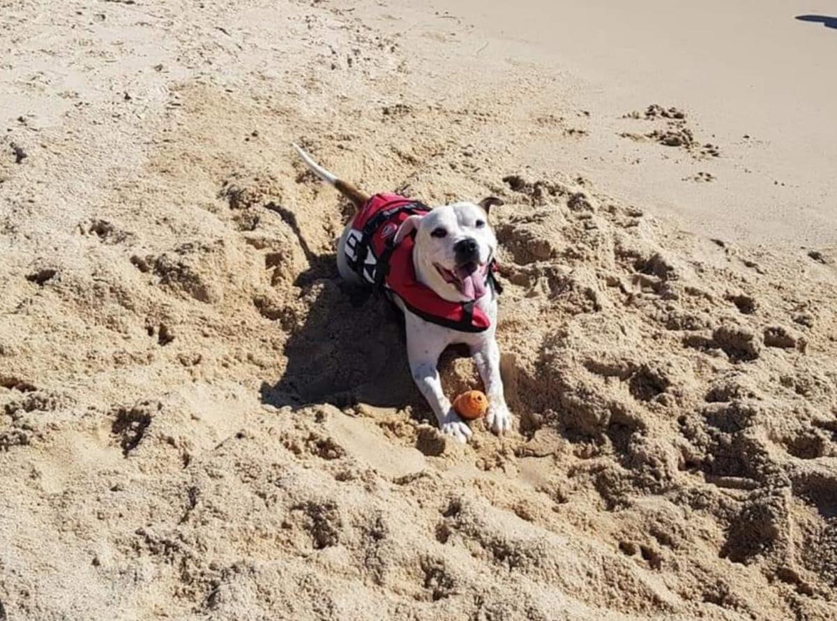 Max enjoying a good time with his toy in the sand (Courtesy of <a href="https://www.facebook.com/jamie.o.1979">Jamie Osborn</a>)