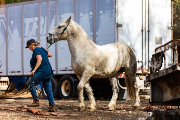 Susan Iwamoto leads her horse to a trailer in Williams Canyon, Calif., on Jan. 28, 2021. (John Fredricks/The Epoch Times)