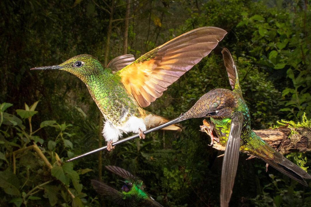 Photographer Captures Once-in-a-Lifetime Moment Rare Hummingbird Hangs on Bird’s Beak